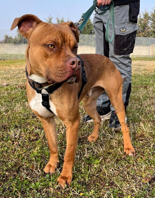 NILO BELLISSIMO METICCIO Foto 4